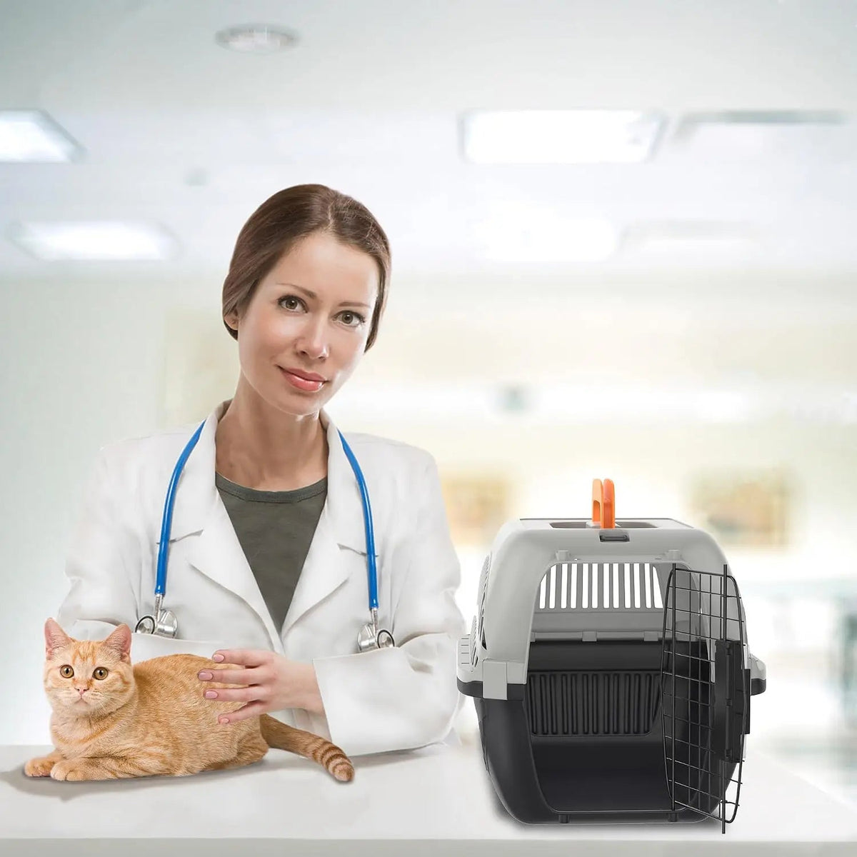 Caisse transport chat posée sur une table de consultation à côté d'un chat roux