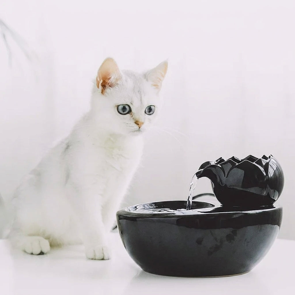 Chat blanc près de la fontaine à eau chat céramique noire, filet d'eau qui coule