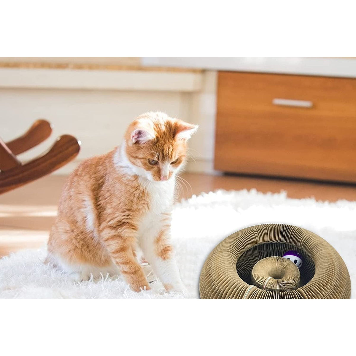 Griffoir chat accordéon refermé en anneau sur un tapis, un chat roux assis à côté