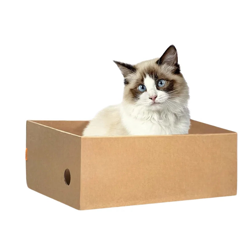 Chat ragdoll assis dans le caisson kraft du griffoir chat carton rechargeable, plaques retirées