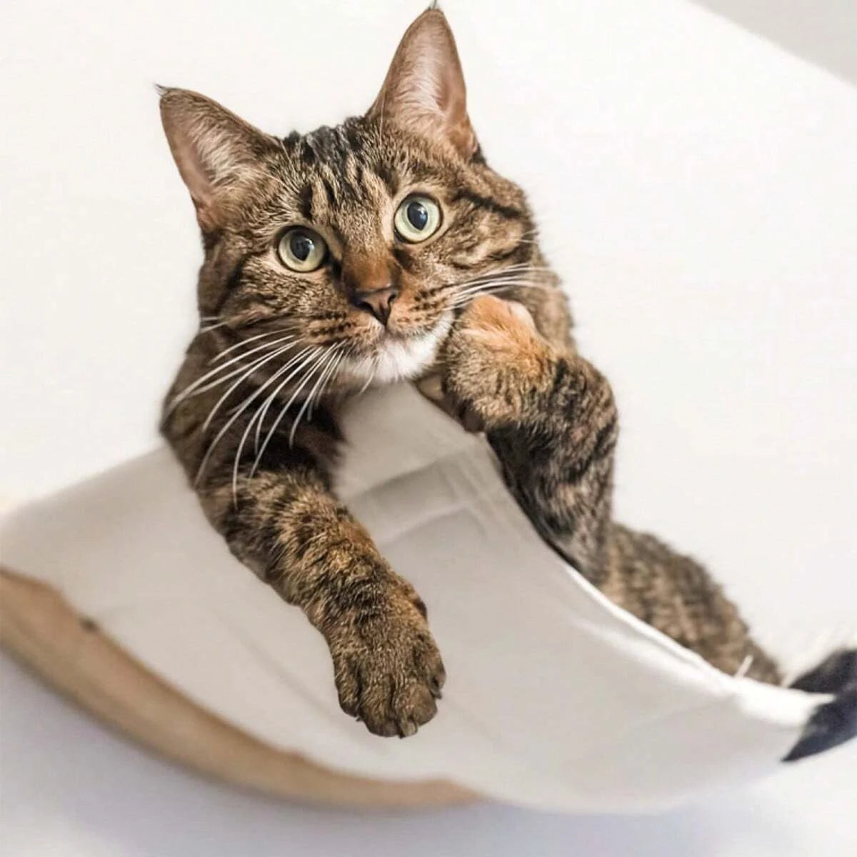 Chat tigré vu de face allongé dans la toile écrue tendue entre les deux barres de pin — hamac mural pour chat